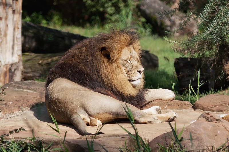 Lion in the Wild